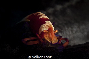 Emperor shrimp on seacucumber by Volker Lonz 